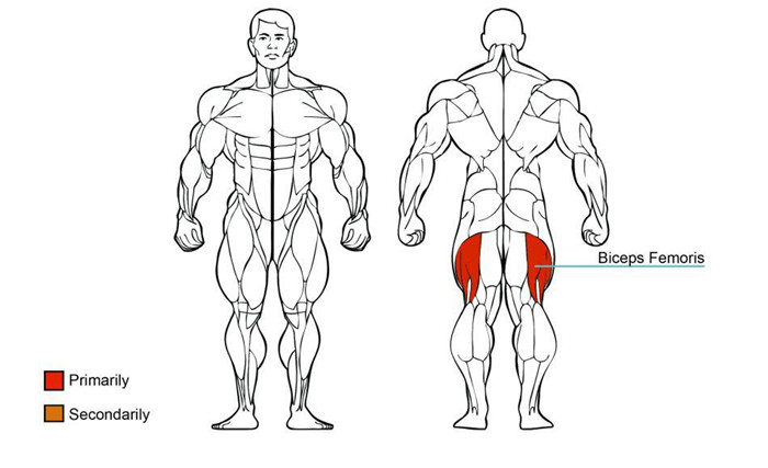 大腿外展花季视频传媒肌肉图